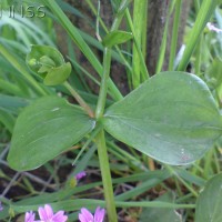 Pink Purslane